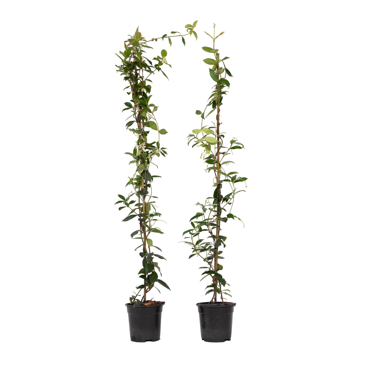 Iasomie - 8 buc - Trachelospermum jasminoides - Înălţime 110-120cm - ⌀17cm