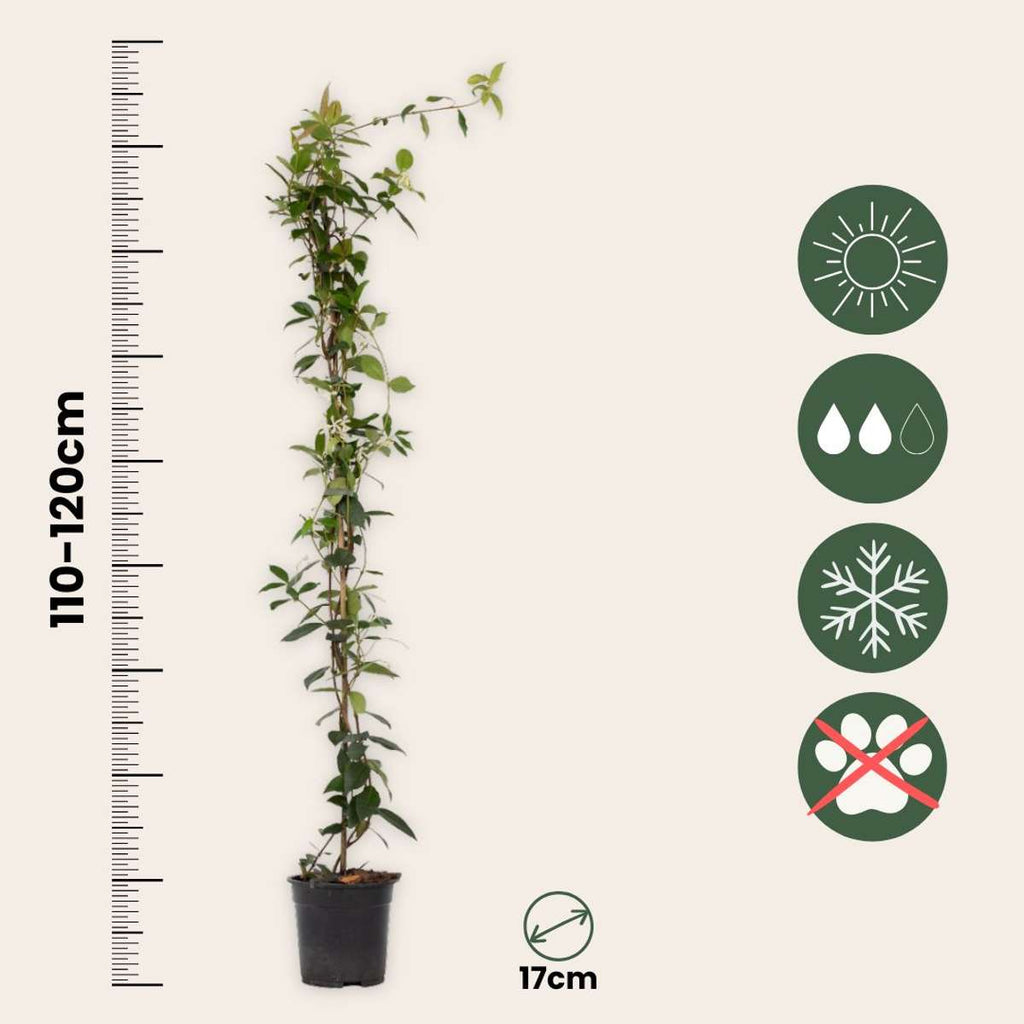 Iasomie - 8 buc - Trachelospermum jasminoides - Înălţime 110-120cm - ⌀17cm