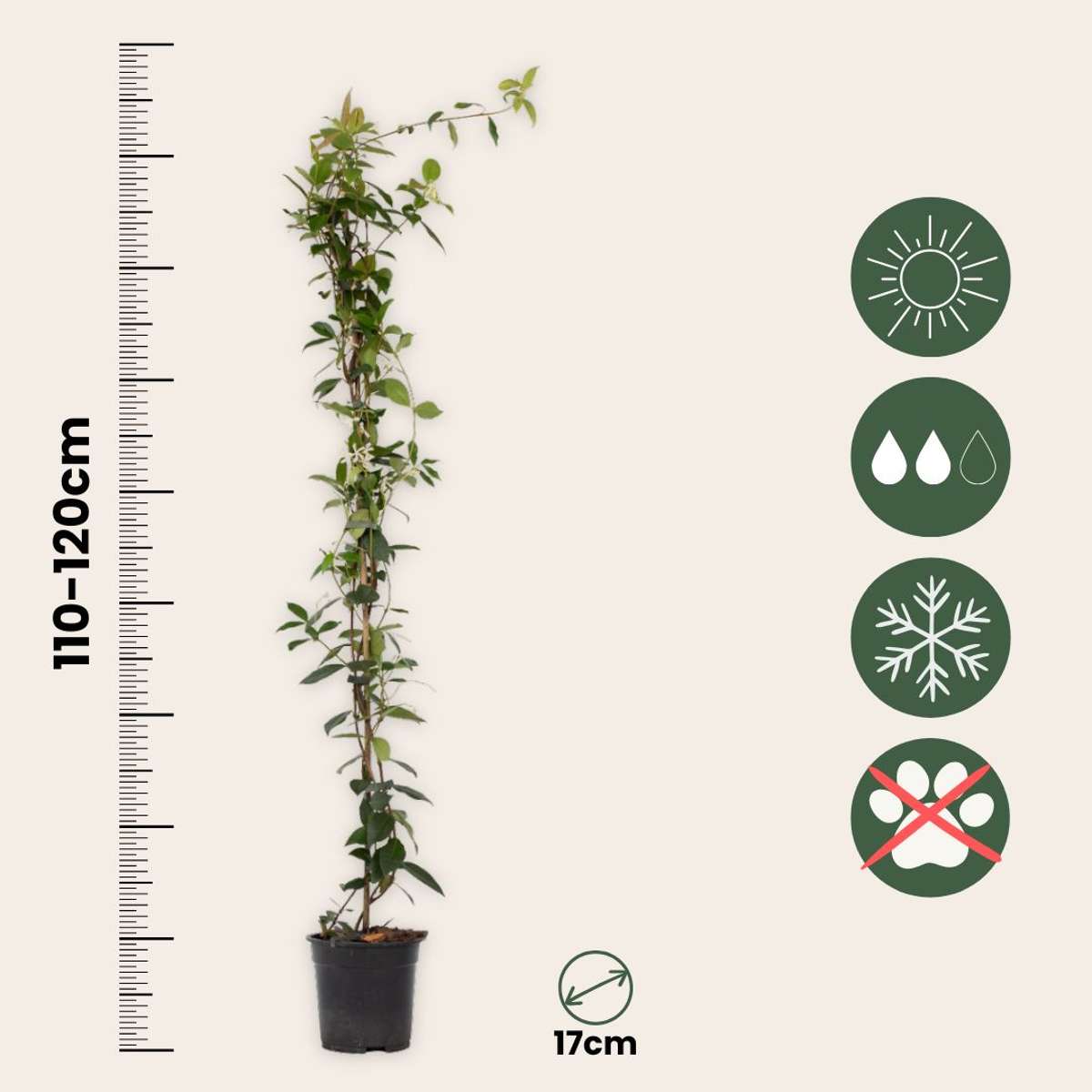 Iasomie - 8 buc - Trachelospermum jasminoides - Înălţime 110-120cm - ⌀17cm