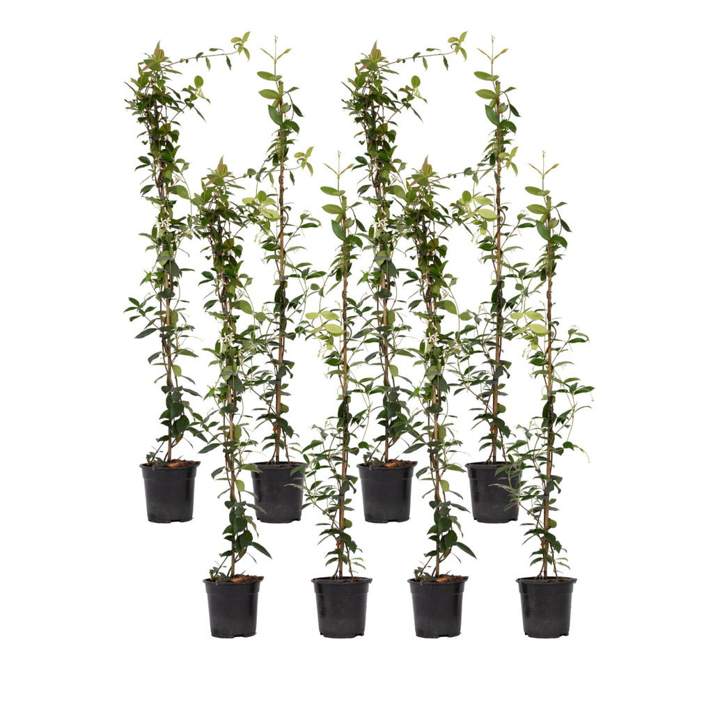 Iasomie - 8 buc - Trachelospermum jasminoides - Înălţime 110-120cm - ⌀17cm