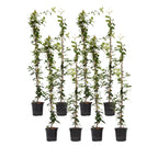 Iasomie - 8 buc - Trachelospermum jasminoides - Înălţime 110-120cm - ⌀17cm