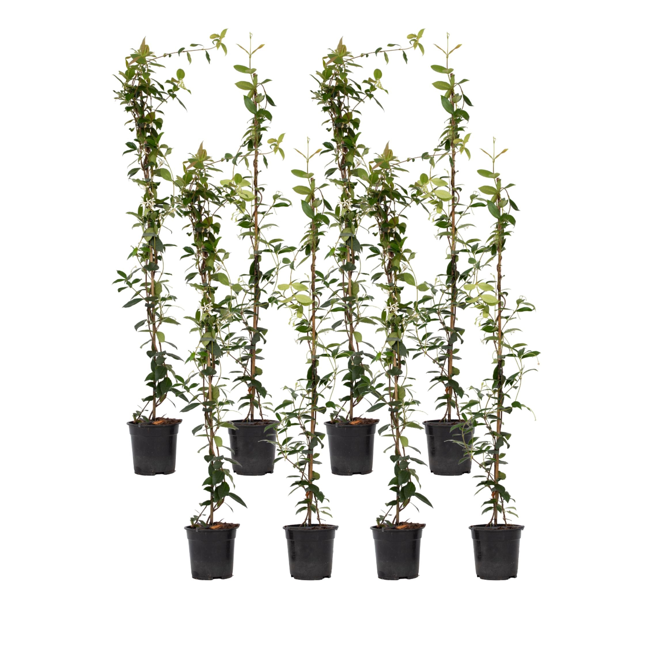 Iasomie - 8 buc - Trachelospermum jasminoides - Înălţime 110-120cm - ⌀17cm