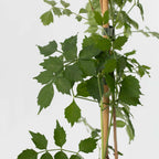 Luleaua turcului - Campis radicans 'Flava' - Înălţime 110-120cm - ⌀17cm