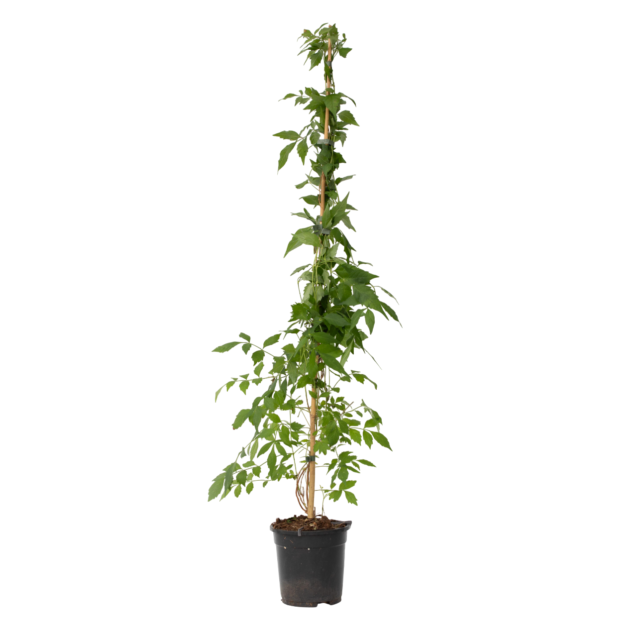 Luleaua turcului - Campis radicans 'Flava' - Înălţime 110-120cm - ⌀17cm