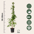 Luleaua turcului - Campis radicans 'Flava' - Înălţime 110-120cm - ⌀17cm