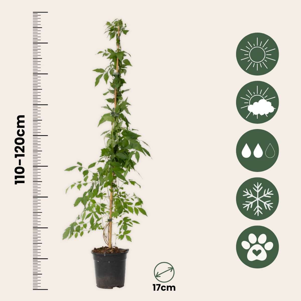 Luleaua turcului - Campis radicans 'Flava' - Înălţime 110-120cm - ⌀17cm