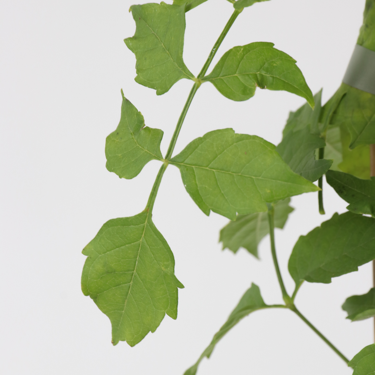 Luleaua turcului - Campsis radicans - Înălţime 110-120cm - ⌀17cm