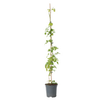 Luleaua turcului - Campsis radicans - Înălţime 110-120cm - ⌀17cm