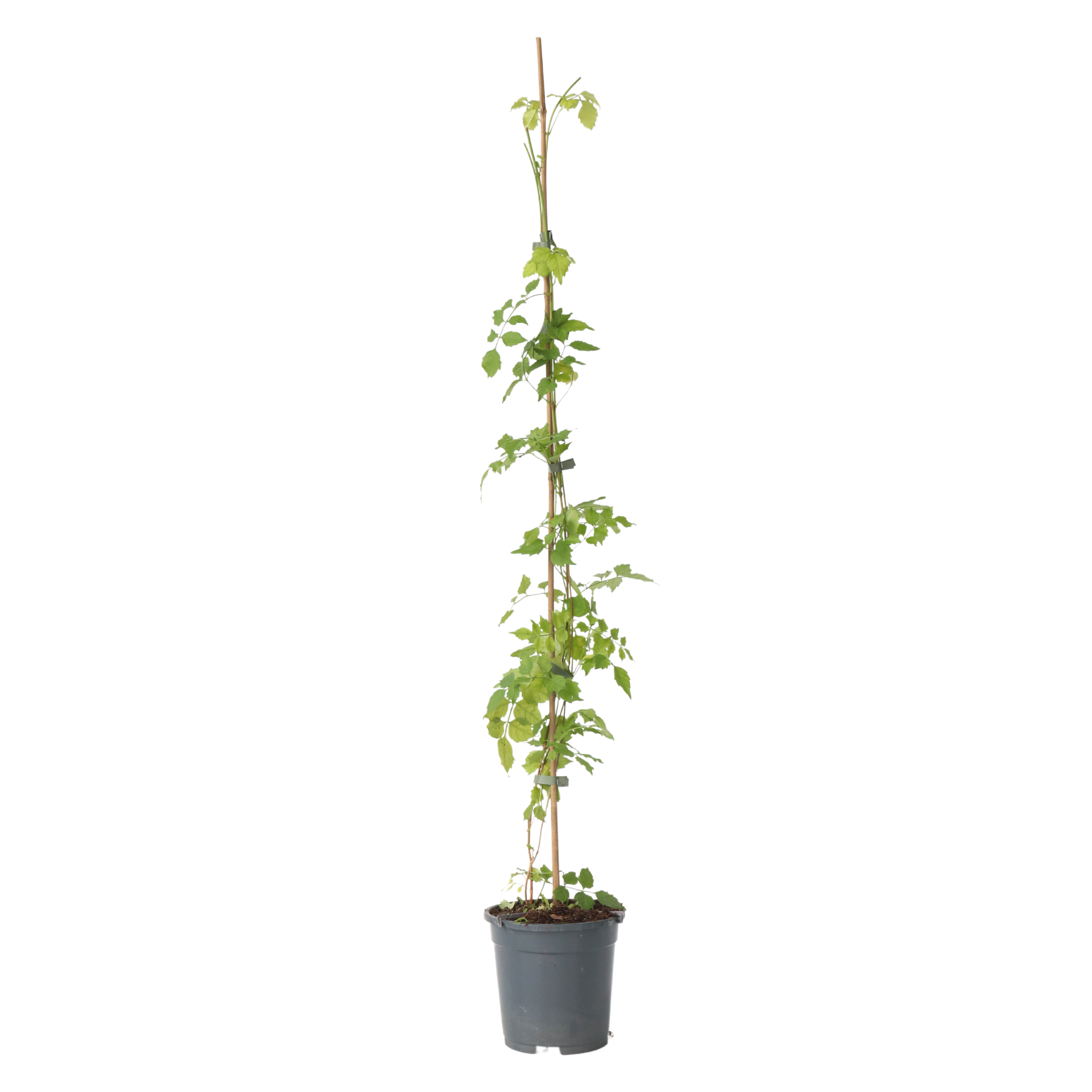 Luleaua turcului - Campsis radicans - Înălţime 110-120cm - ⌀17cm