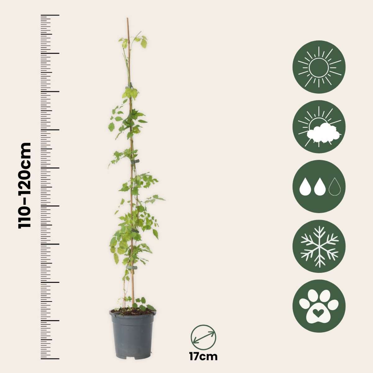 Luleaua turcului - Campsis radicans - Înălţime 110-120cm - ⌀17cm