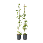 Luleaua turcului - 2 buc - Campsis radicans - Înălţime 110-120cm - ⌀17cm