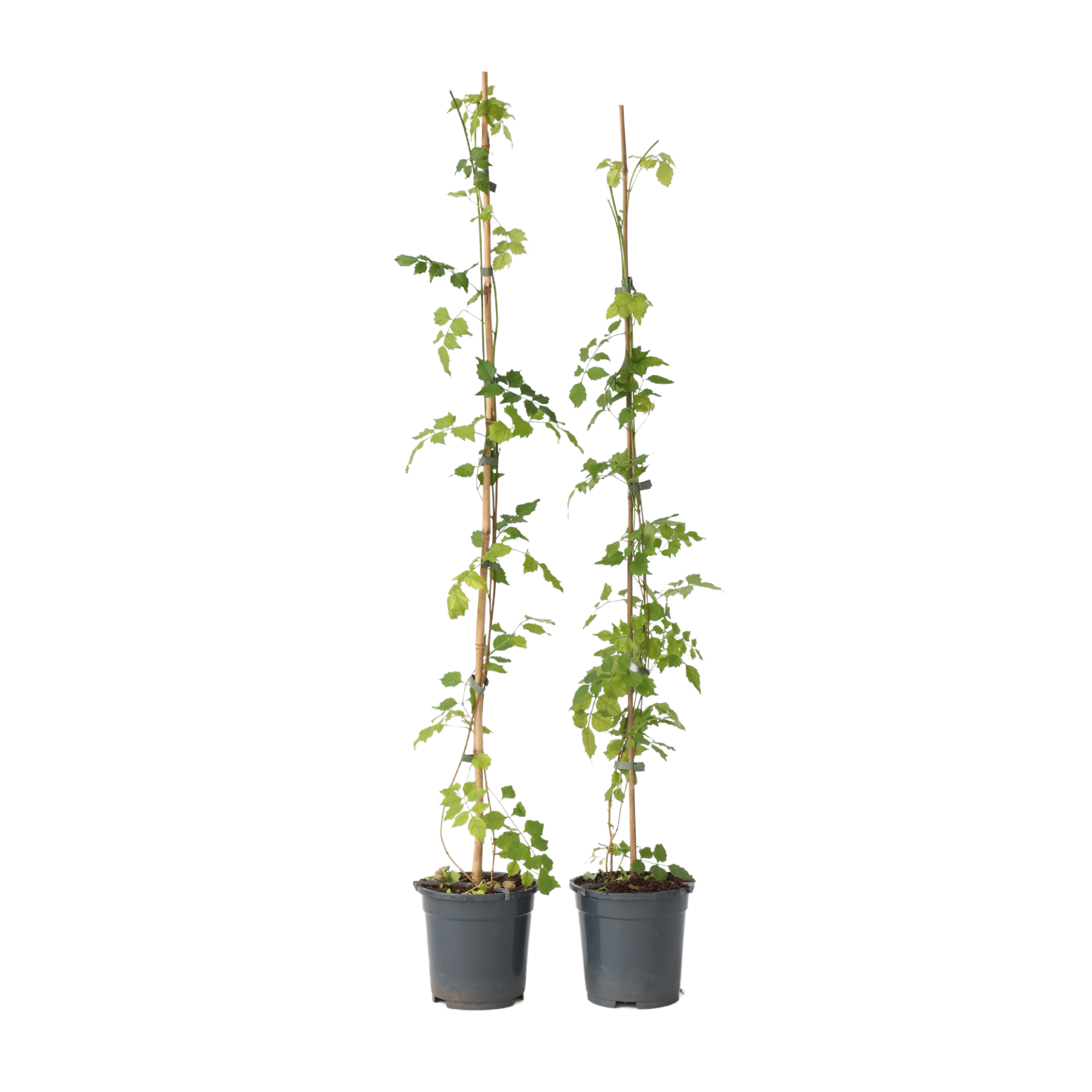 Luleaua turcului - 2 buc - Campsis radicans - Înălţime 110-120cm - ⌀17cm