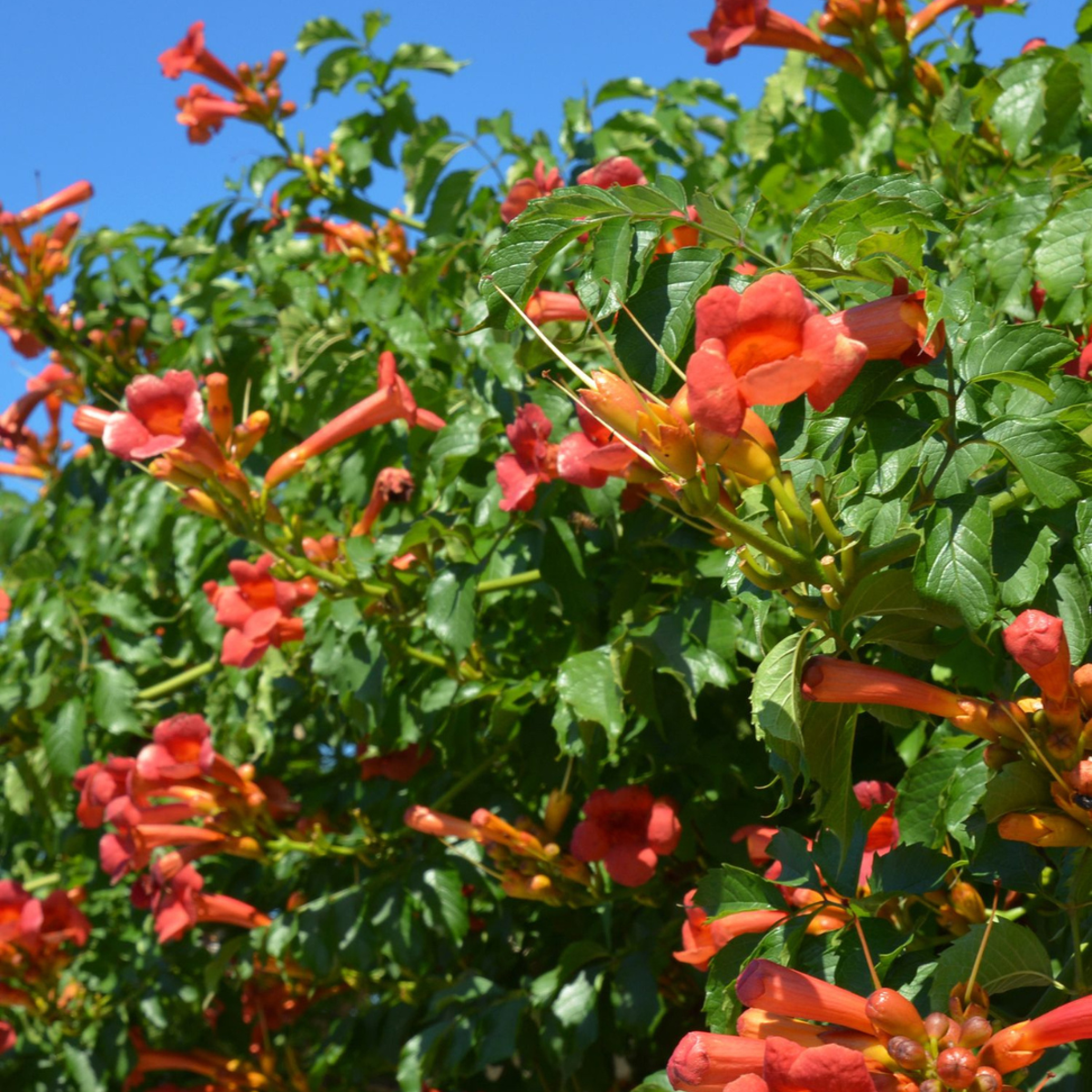 Luleaua turcului - Campsis taglibuana 'Mme Galen' - Înălţime 110-120cm - ⌀17cm