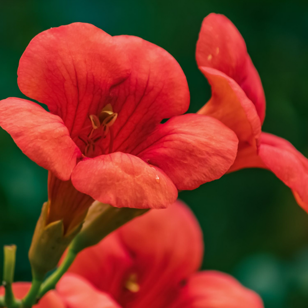 Luleaua turcului - Campsis taglibuana 'Mme Galen' - Înălţime 110-120cm - ⌀17cm