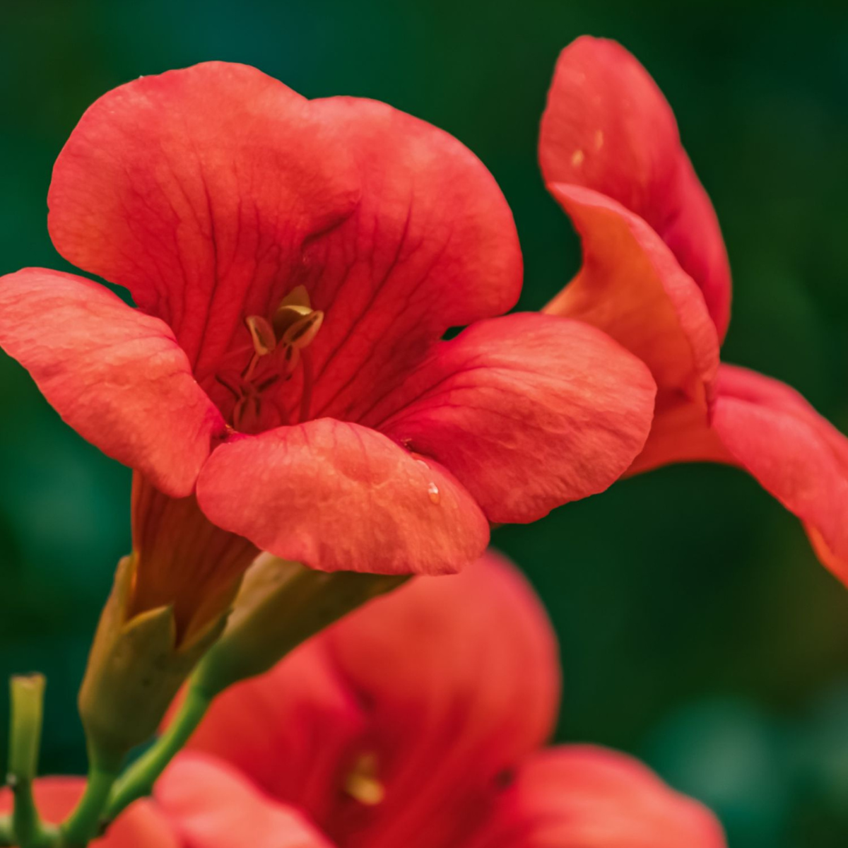 Luleaua turcului - Campsis taglibuana 'Mme Galen' - Înălţime 110-120cm - ⌀17cm