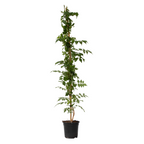 Luleaua turcului - Campsis taglibuana 'Mme Galen' - Înălţime 110-120cm - ⌀17cm