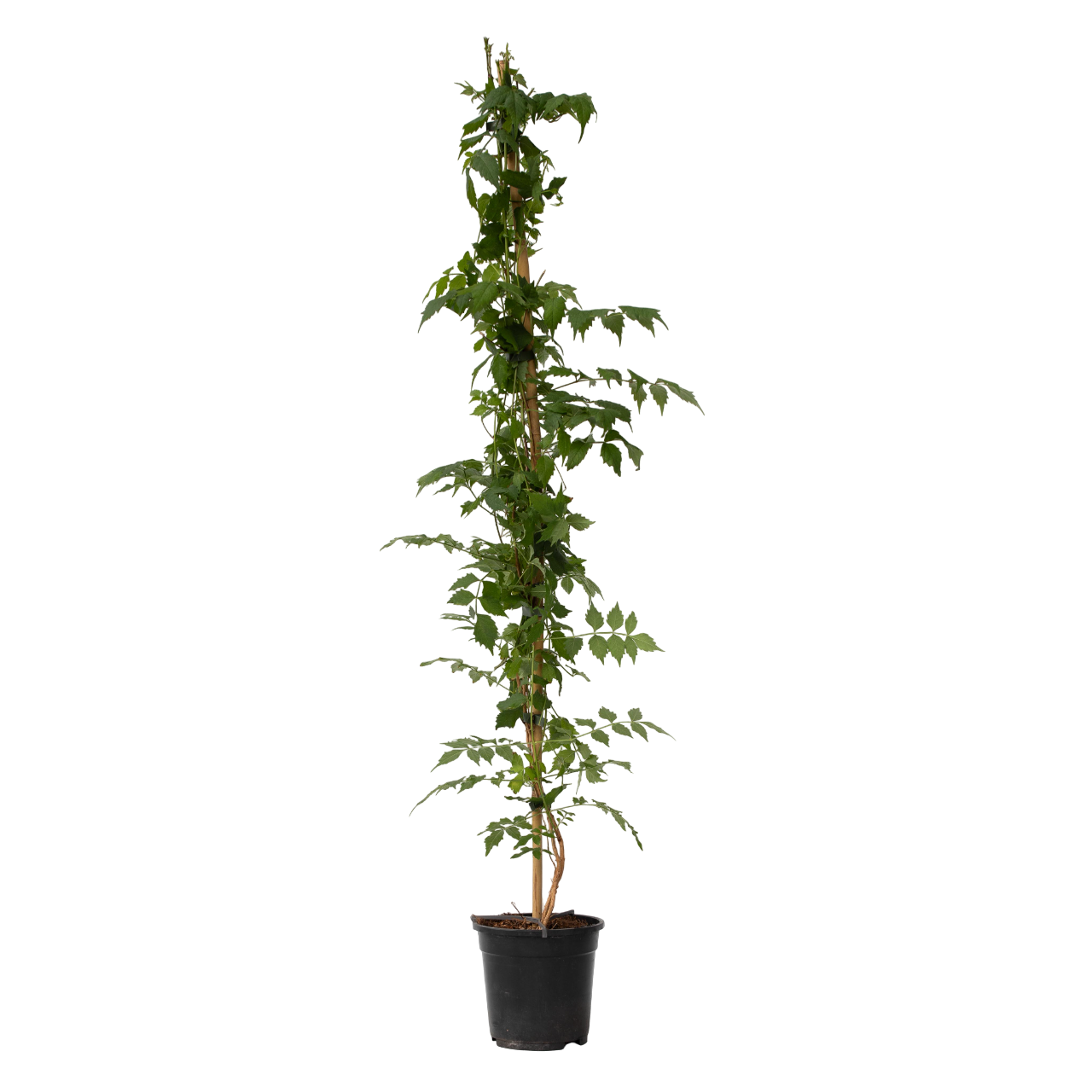 Luleaua turcului - Campsis taglibuana 'Mme Galen' - Înălţime 110-120cm - ⌀17cm