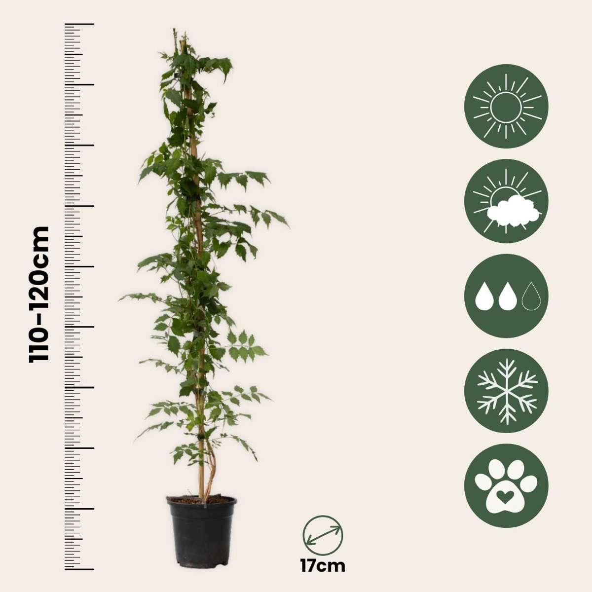 Luleaua turcului - Campsis taglibuana 'Mme Galen' - Înălţime 110-120cm - ⌀17cm