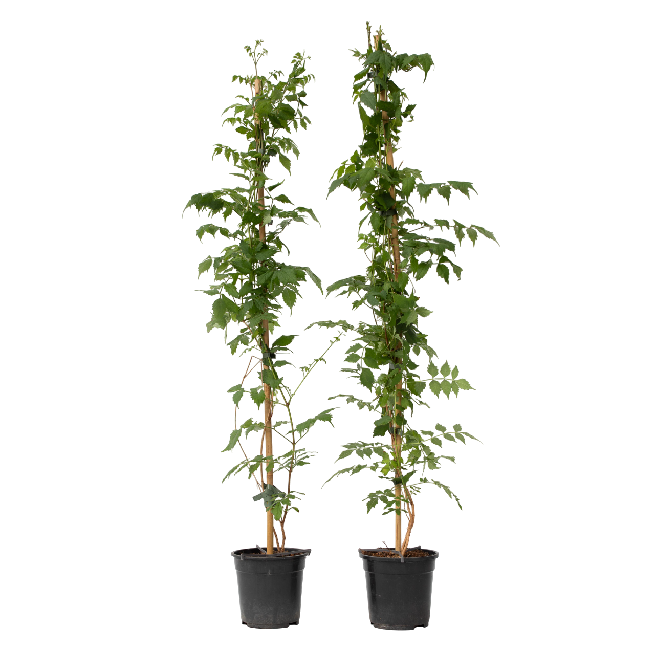 Luleaua turcului - 2 buc - Campsis 'Mme Galen' - Înălţime 110-120cm - ⌀17cm