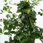 liliac californian - Ceanothus thyrsiflorus Repens - Înălţime 60-70cm - ⌀17cm
