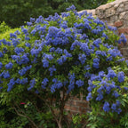 liliac californian - Ceanothus thyrsiflorus Repens - Înălţime 60-70cm - ⌀17cm