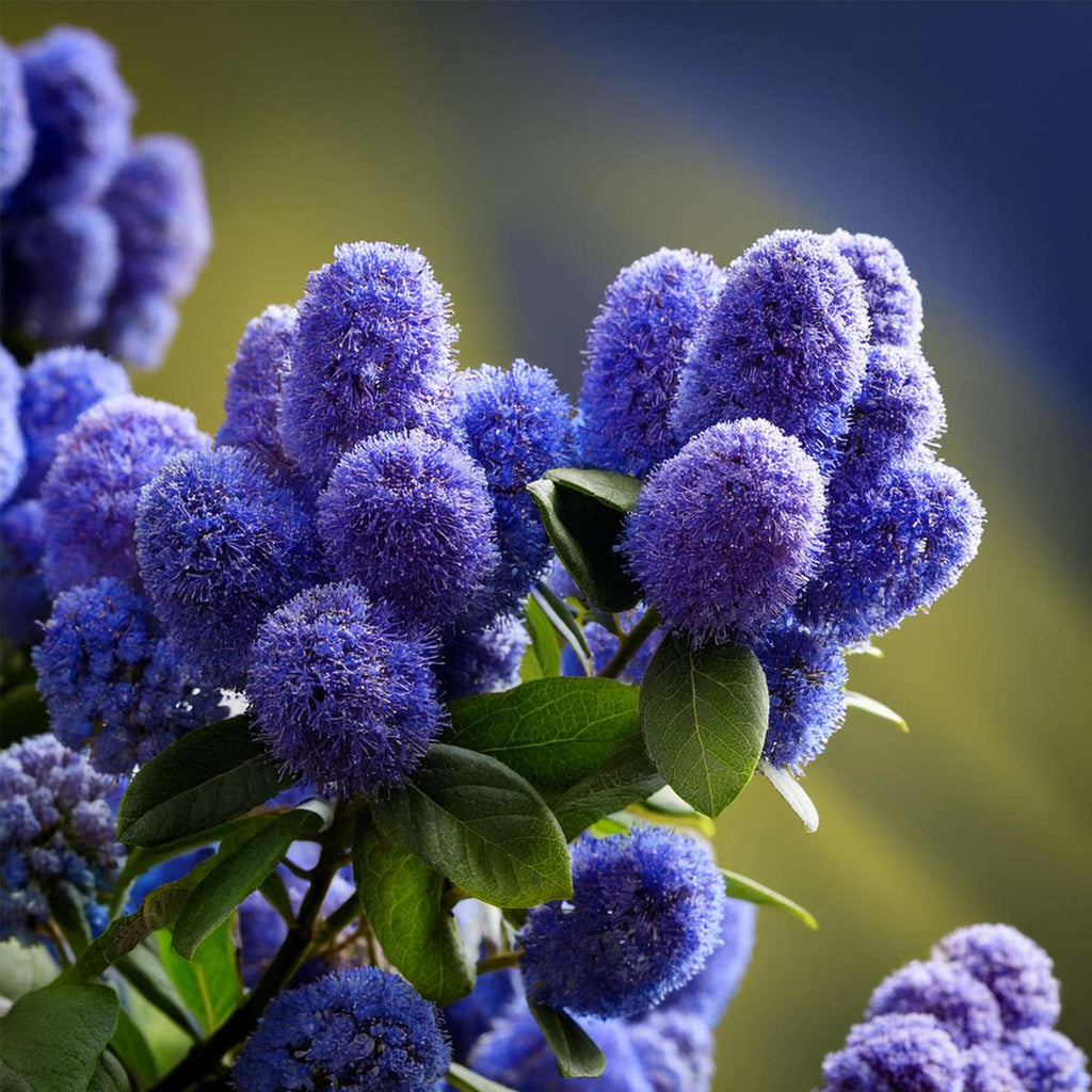 liliac californian - Ceanothus thyrsiflorus Repens - Înălţime 60-70cm - ⌀17cm