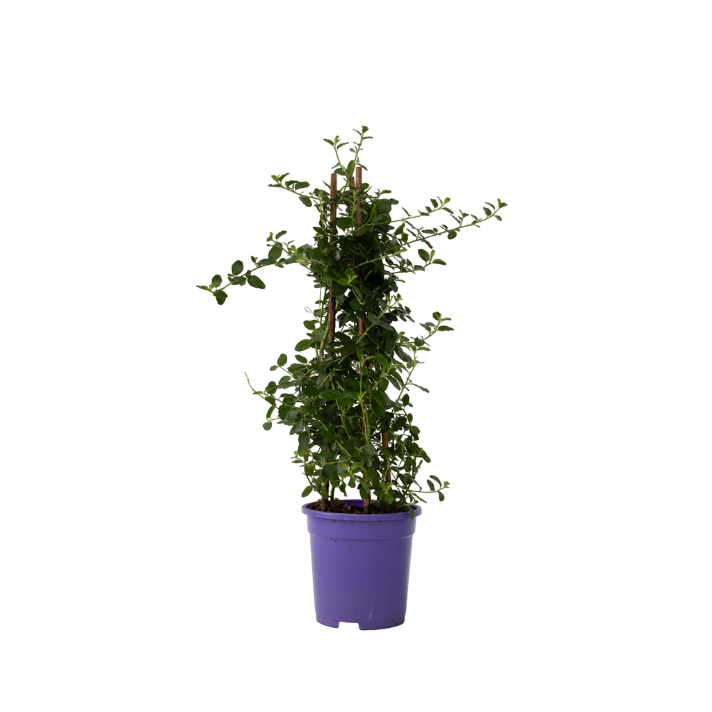 liliac californian - Ceanothus thyrsiflorus Repens - Înălţime 60-70cm - ⌀17cm