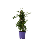 liliac californian - Ceanothus thyrsiflorus Repens - Înălţime 60-70cm - ⌀17cm
