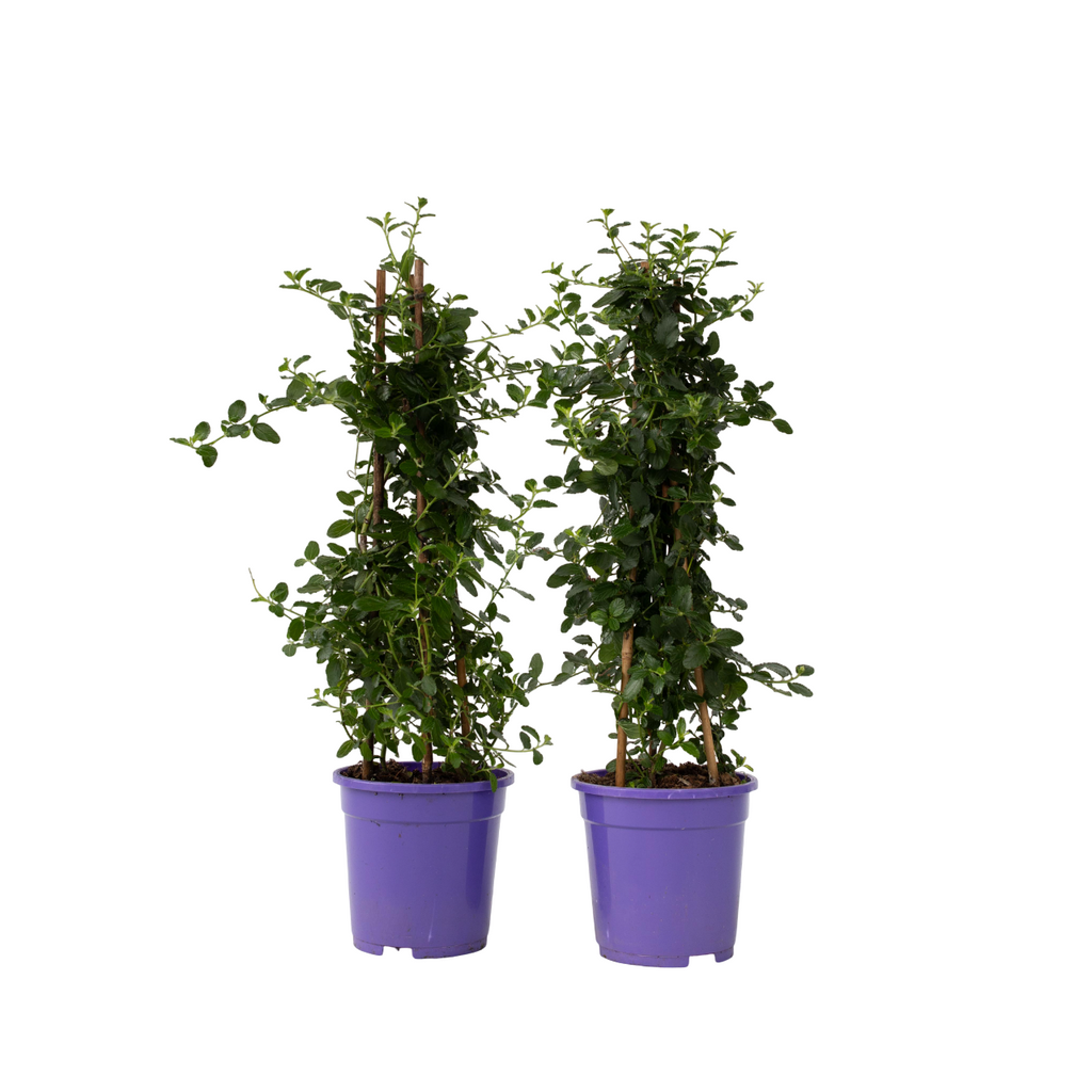 liliac californian - 2 buc - Ceanothus thyrsiflorus Repens - În. 60-70cm - ⌀17cm