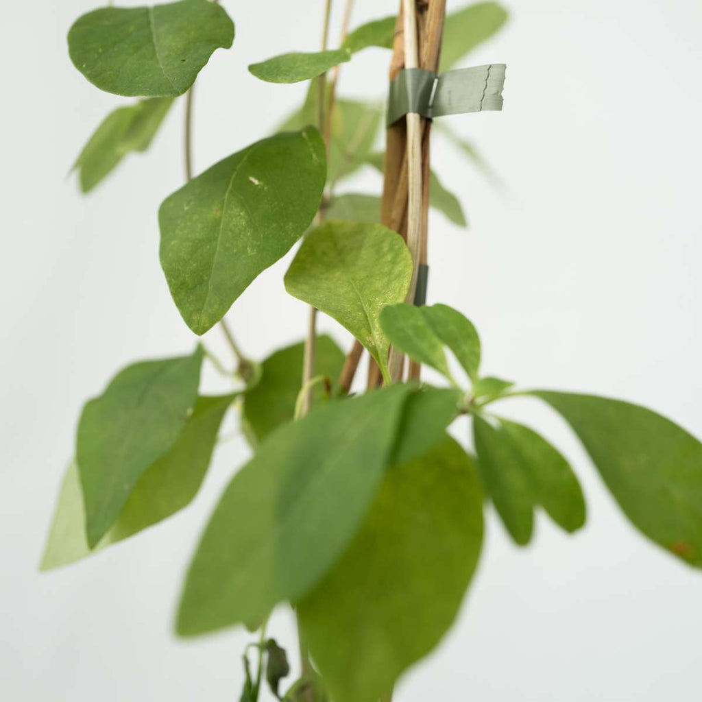 Caprifoi - Lonicera x Heckrotti 'American Beauty' - Înălţime 110-120cm - ⌀17cm