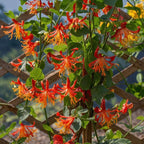 Caprifoi - Lonicera x Heckrotti 'American Beauty' - Înălţime 110-120cm - ⌀17cm