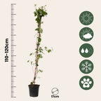 Caprifoi - Lonicera x Heckrotti 'American Beauty' - Înălţime 110-120cm - ⌀17cm