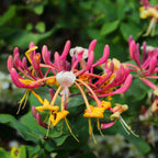 Caprifoi - 2 buc - Lonicera heckrotti 'Beauty' - Înălţime 110-120cm - ⌀17cm