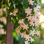 Iasomie - 3 buc - Trachelospermum jasminoides - Înălţime 25-40cm - ⌀9cm