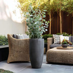 Eucalipt - Eucalyptus cinerea 'Silver Dollar' - Înălţime 90-110cm - ⌀19cm