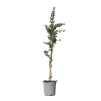 Eucalipt - Eucalyptus cinerea 'Silver Dollar' - Înălţime 90-110cm - ⌀19cm