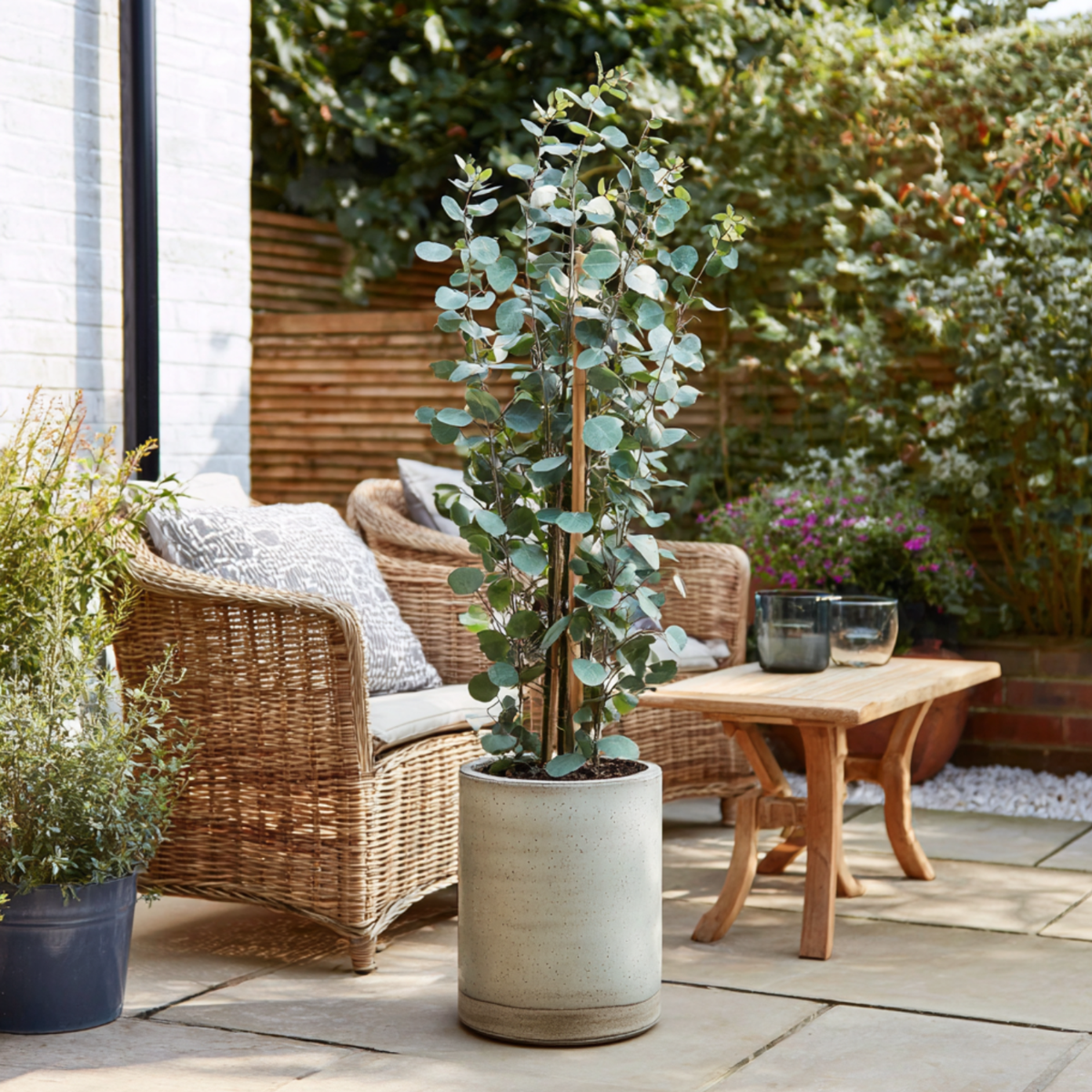 Eucalipt - 2 buc - Eucalyptus cinerea 'Silver Dollar' - În. 90-110cm - ⌀19cm