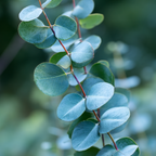 Eucalipt - 2 buc - Eucalyptus cinerea 'Silver Dollar' - În. 90-110cm - ⌀19cm