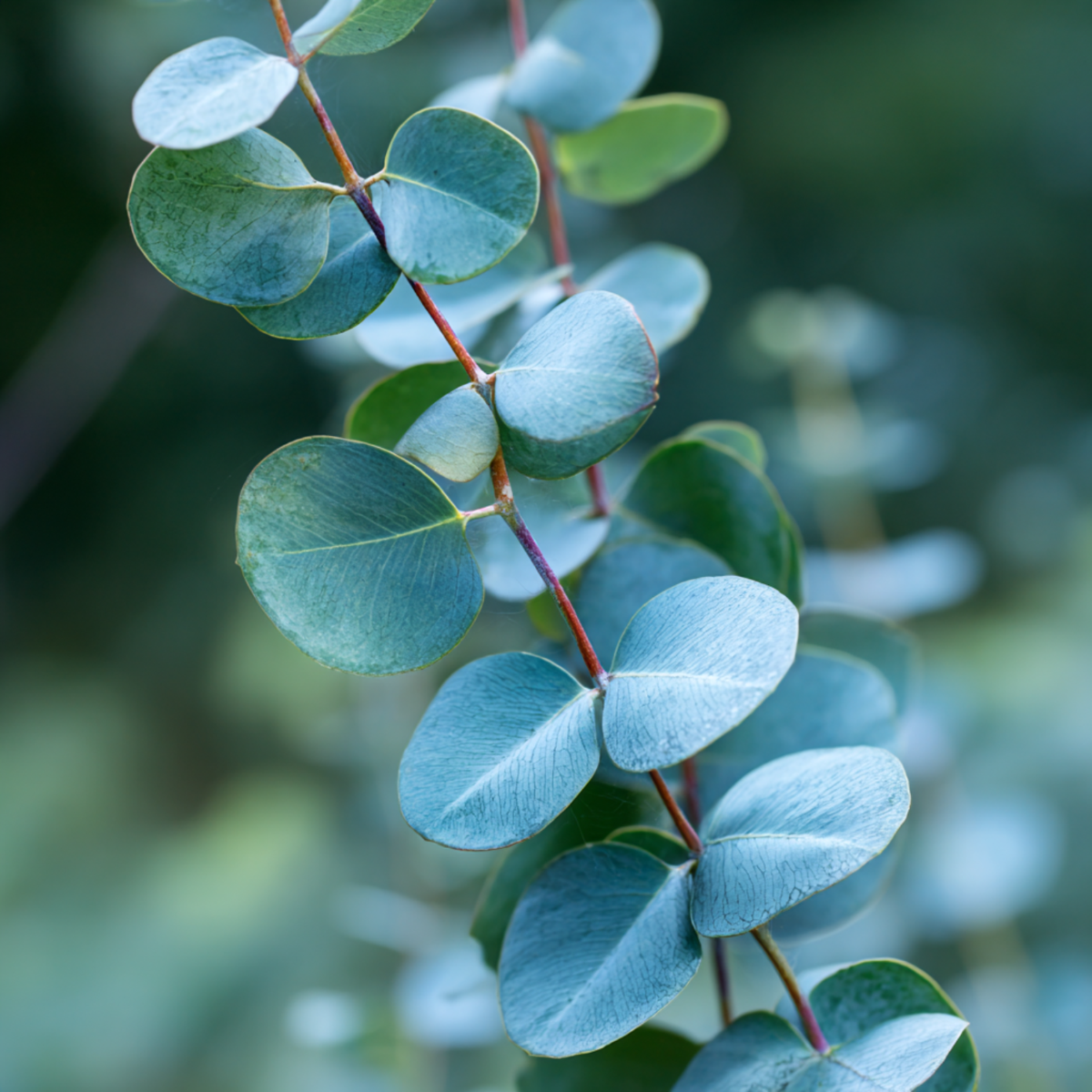 Eucalipt - 2 buc - Eucalyptus cinerea 'Silver Dollar' - În. 90-110cm - ⌀19cm