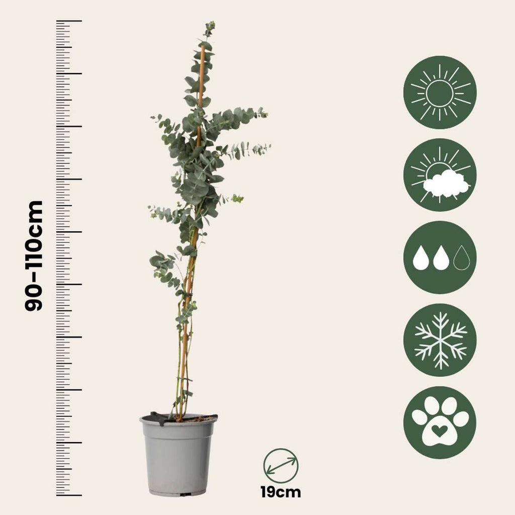 Eucalipt - 2 buc - Eucalyptus cinerea 'Silver Dollar' - În. 90-110cm - ⌀19cm