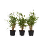 Tufa de bambus - 3 buc - Fargesia rufa - Înălţime 25-40cm - ⌀13cm