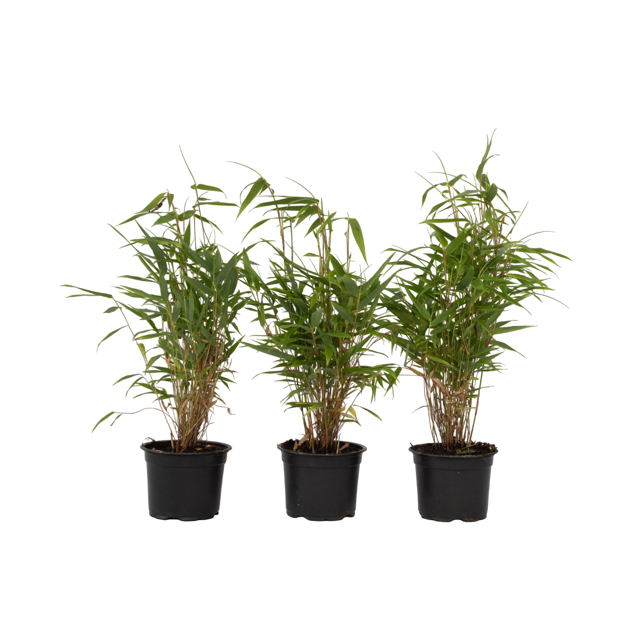 Tufa de bambus - 3 buc - Fargesia rufa - Înălţime 25-40cm - ⌀13cm
