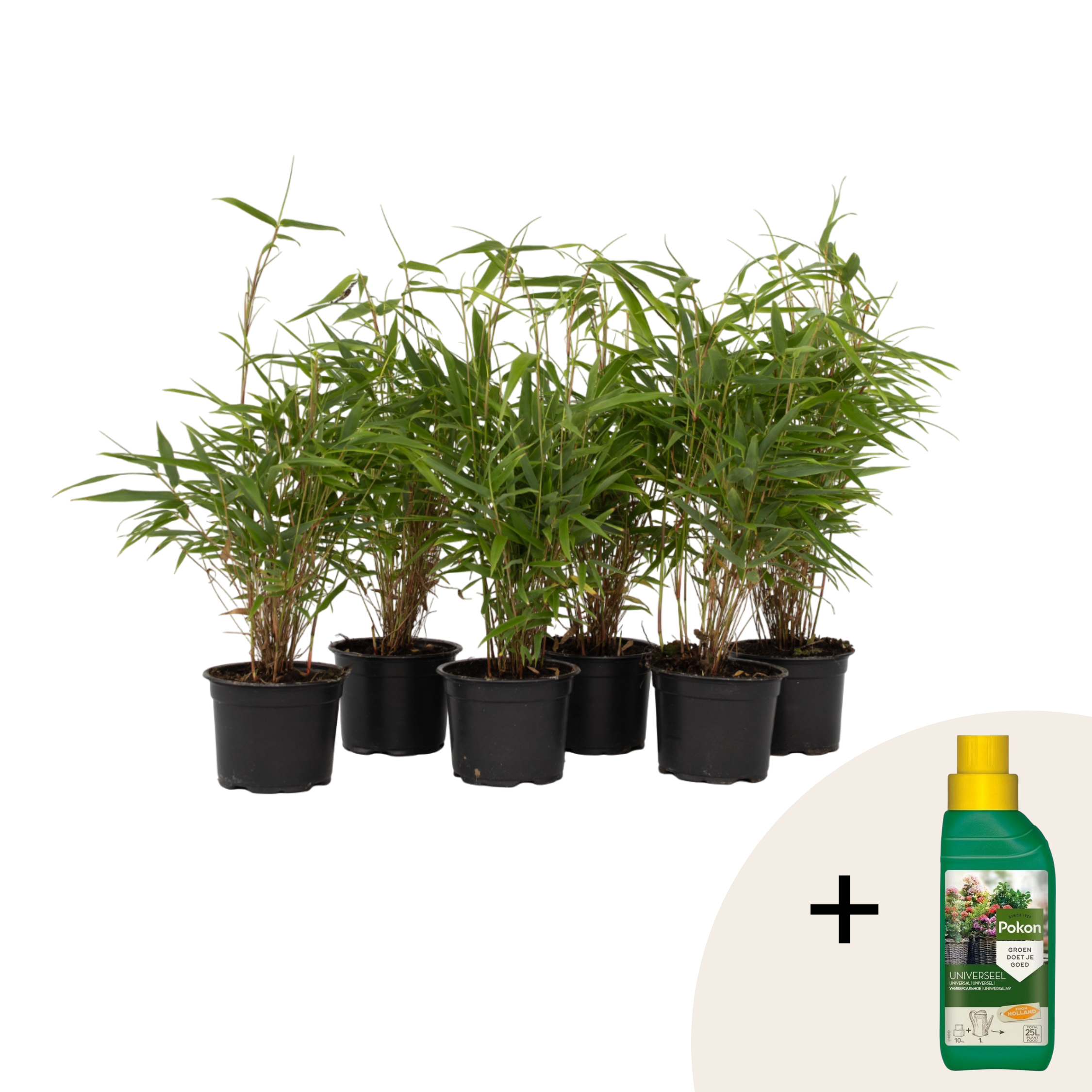 Tufa de bambus - 6 buc - Fargesia rufa - Înălţime 25-40cm - ⌀13cm