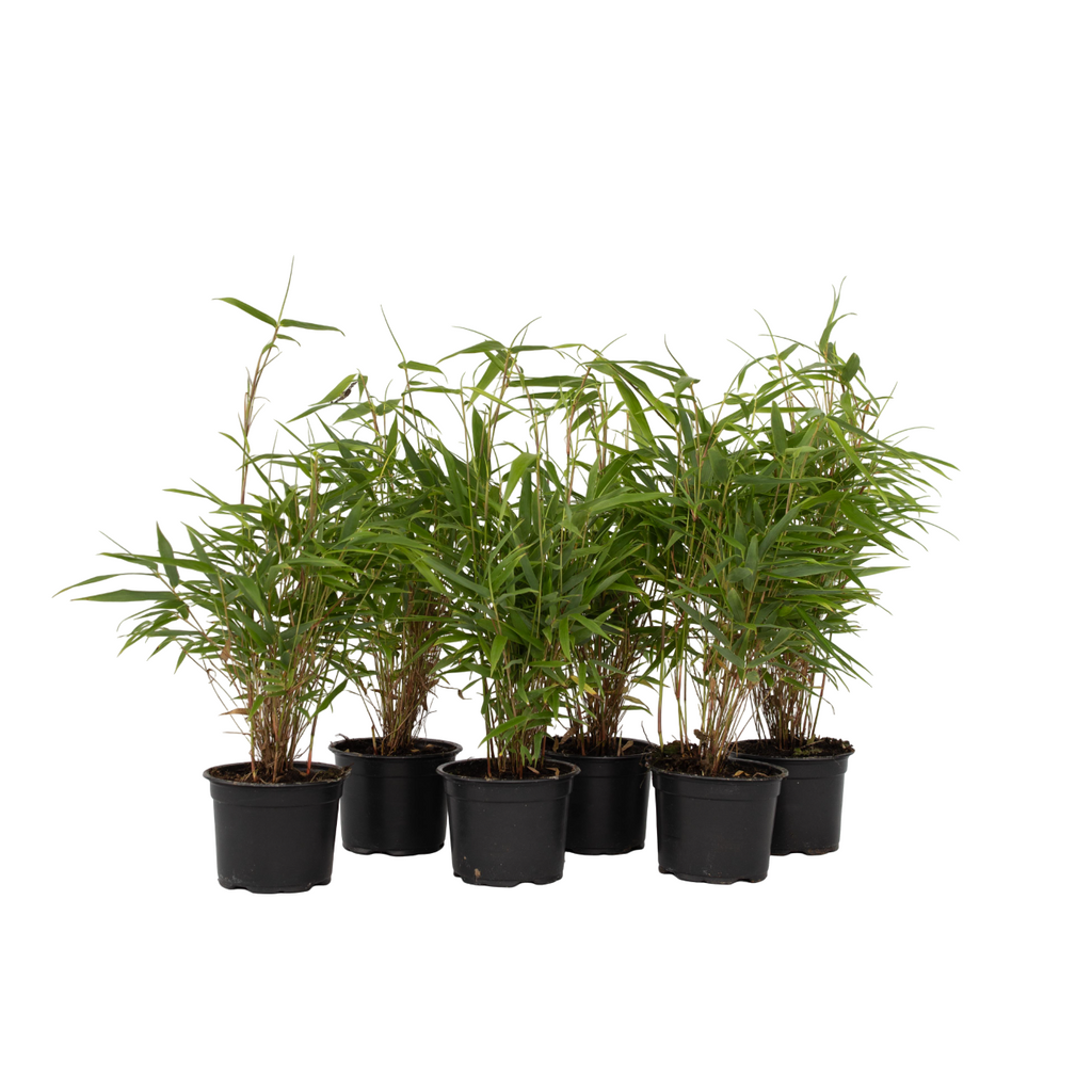 Tufa de bambus - 18 buc - Fargesia rufa - Înălţime 25-40cm - ⌀13cm