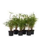 Tufa de bambus - 18 buc - Fargesia rufa - Înălţime 25-40cm - ⌀13cm