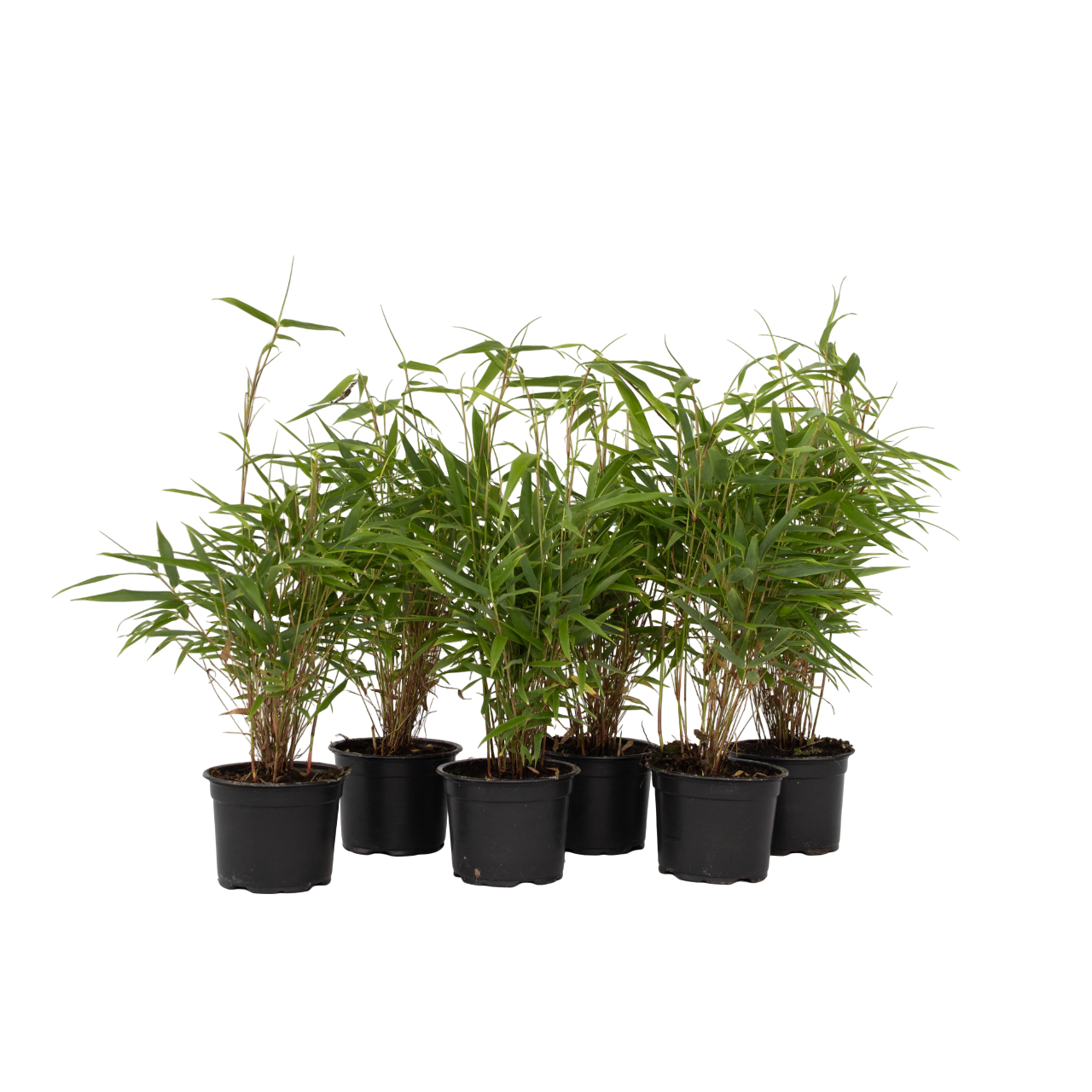Tufa de bambus - 18 buc - Fargesia rufa - Înălţime 25-40cm - ⌀13cm
