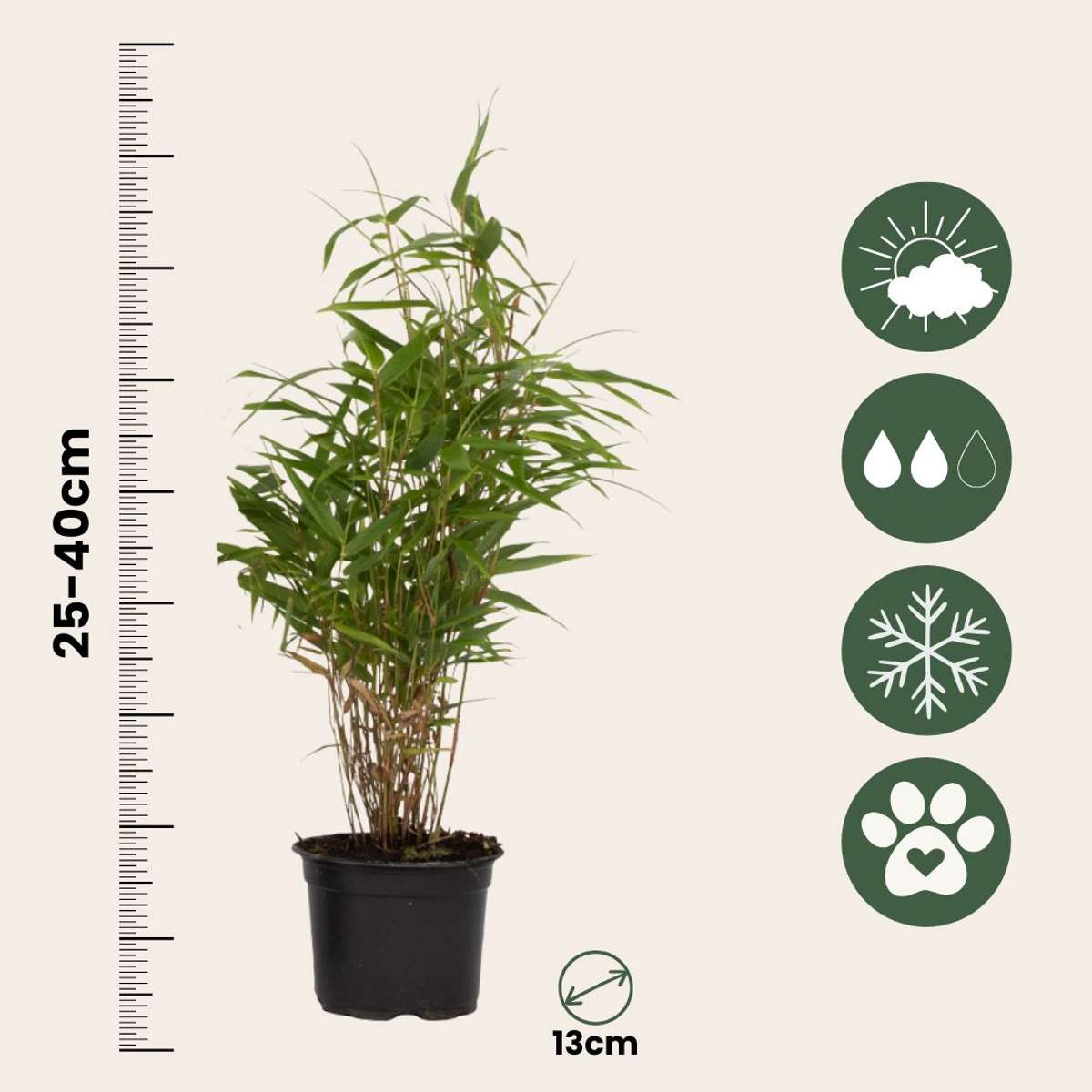 Tufa de bambus - 18 buc - Fargesia rufa - Înălţime 25-40cm - ⌀13cm
