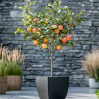 Măr - Malus domestica 'Elstar' - Înălţime 90-100cm - ⌀21cm