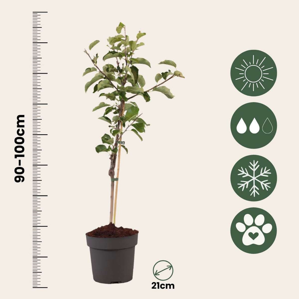Măr - Malus domestica 'Elstar' - Înălţime 90-100cm - ⌀21cm