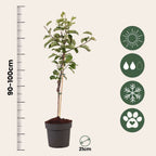 Măr - Malus domestica 'Elstar' - Înălţime 90-100cm - ⌀21cm